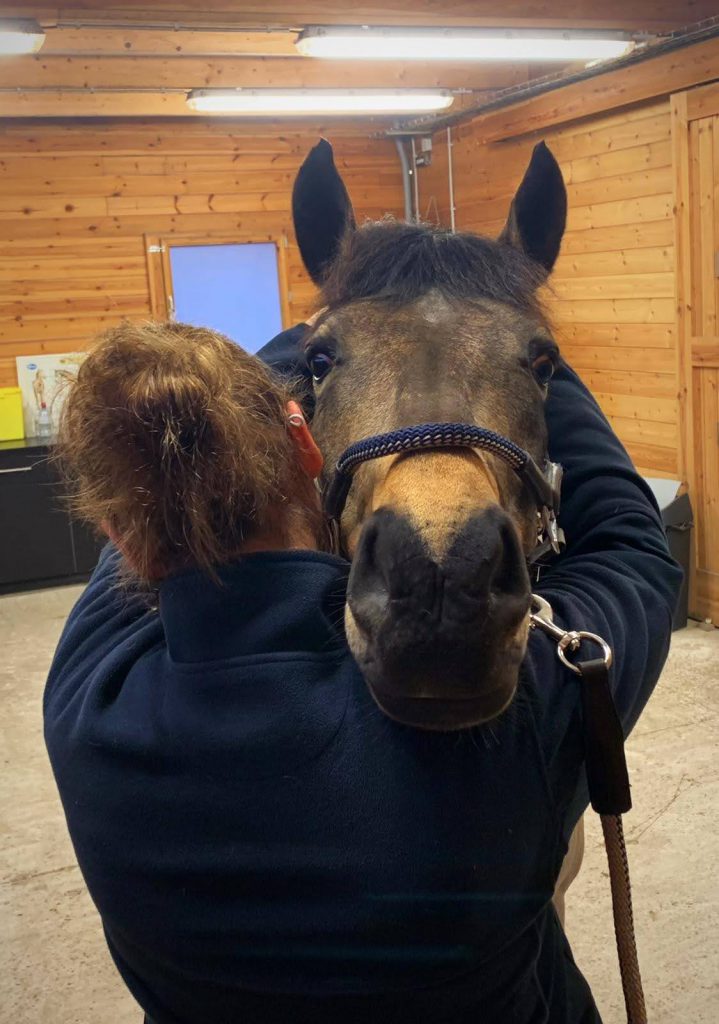 osteopathie paard hoofd