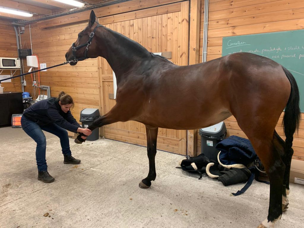 osteopathie paard