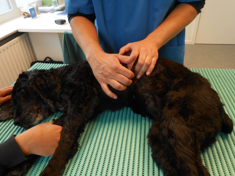 osteopathie hond