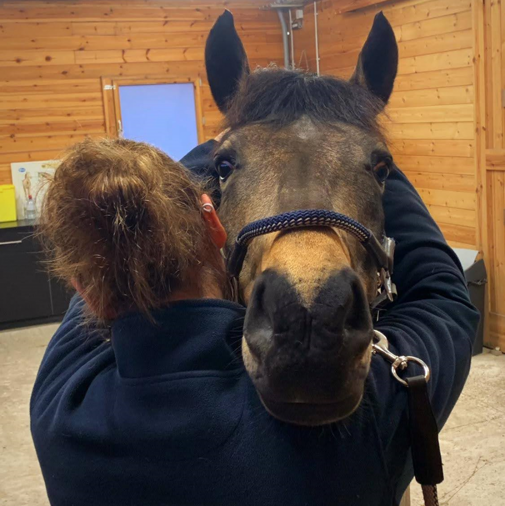 osteopathie paard hoofd