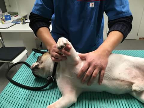 Osteopathie hond